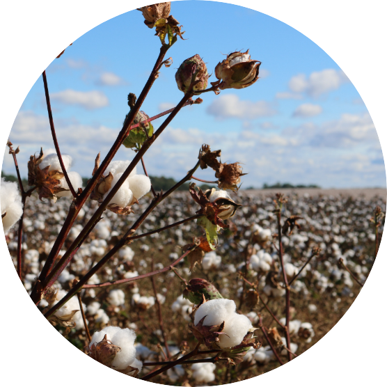 Responsibly Sourced Cotton